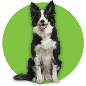 a dog