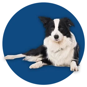 a dog